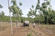 Bình Thuận: Xuất khẩu cao su gặp khó khăn